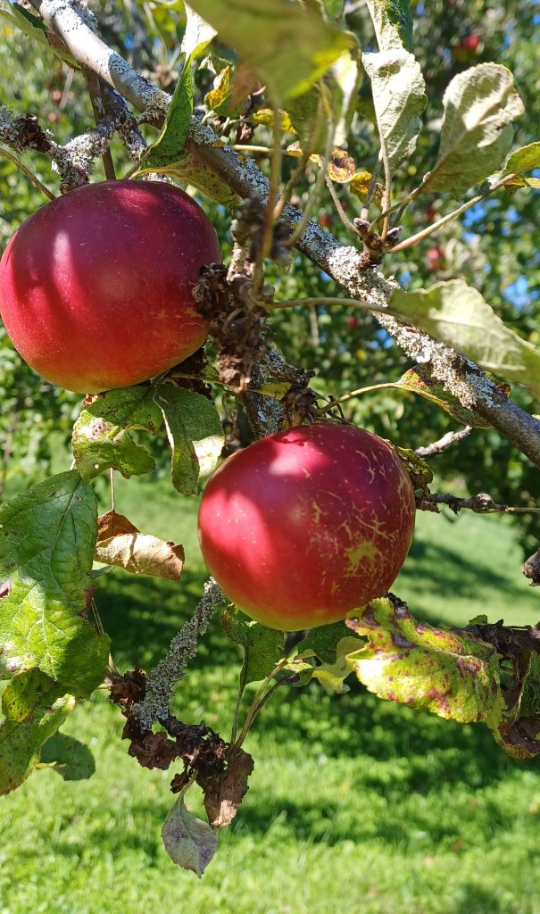 Astrologin Sabine Langer aus Sindelfingen | Äpfel am Baum